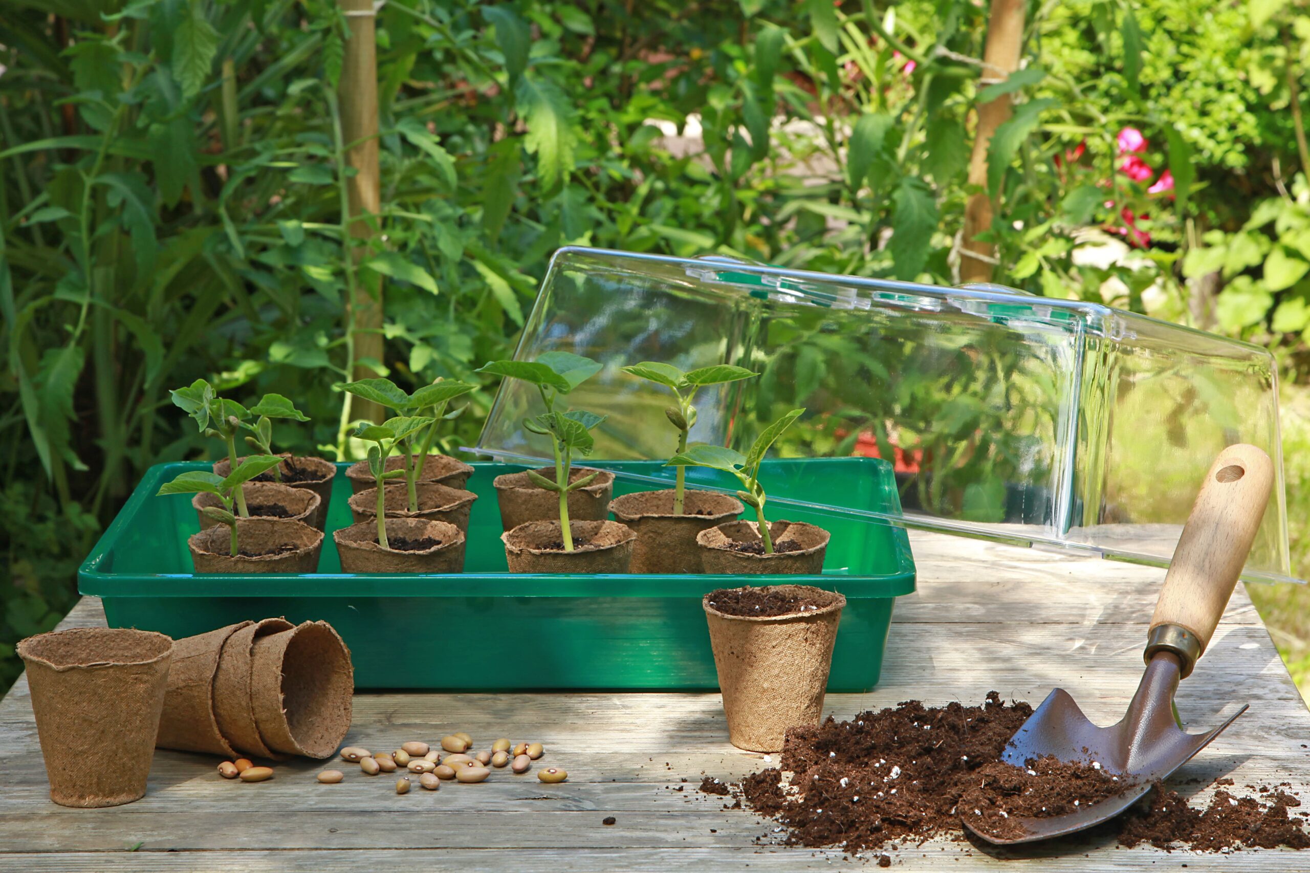 インテリアとしても人気の多肉植物の育て方